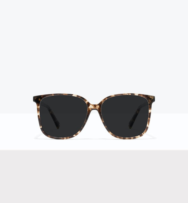 Leopard--front_image_sun