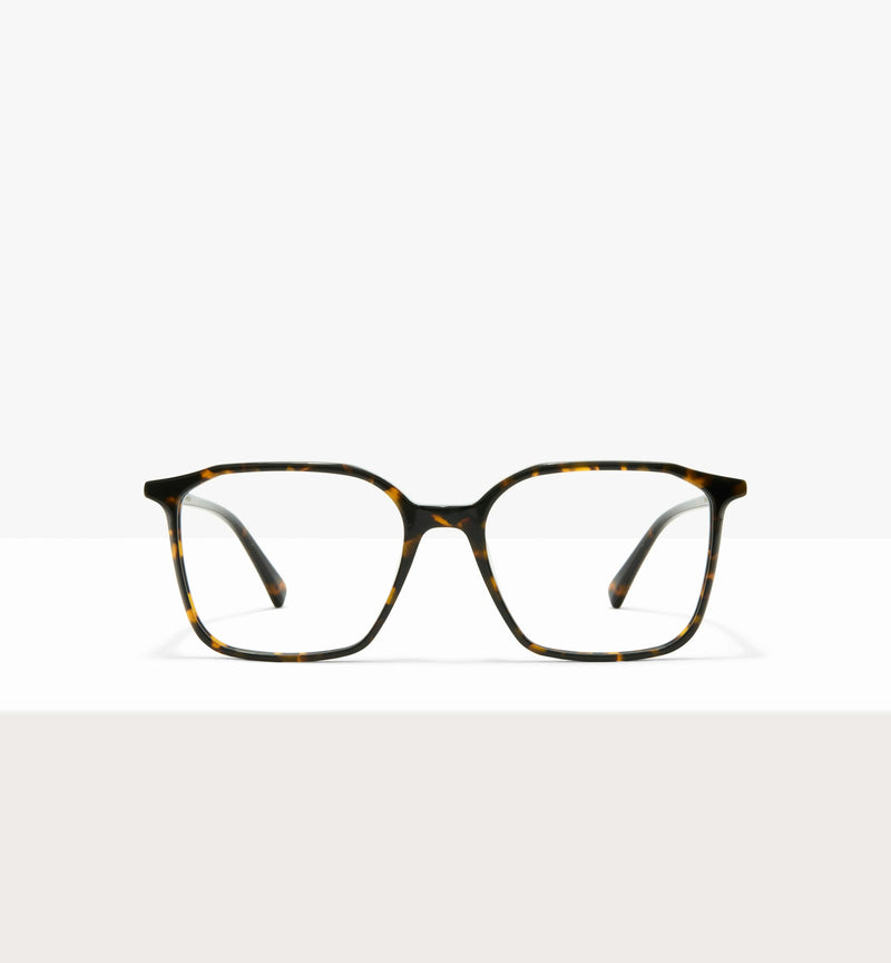 Brown Tort--front_image