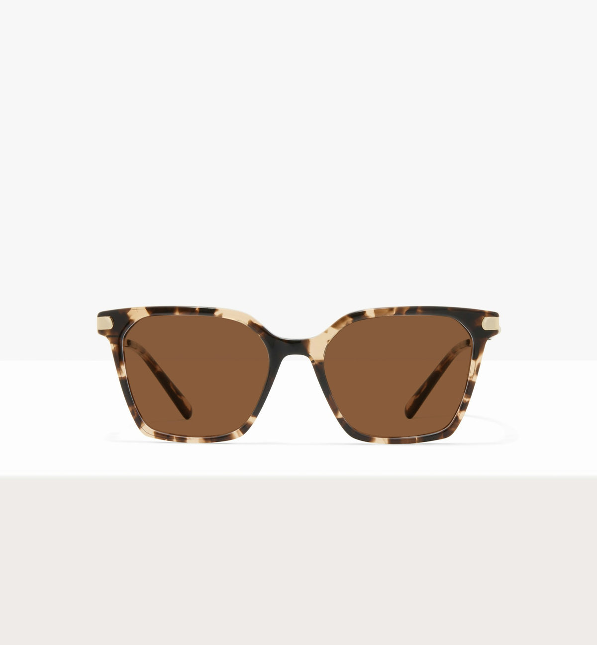 Leopard--front_image_sun