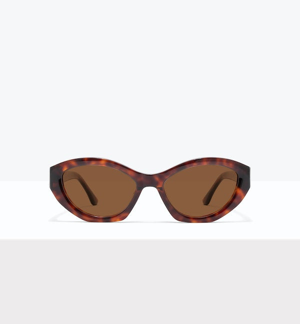 Tortoise--front_image_sun