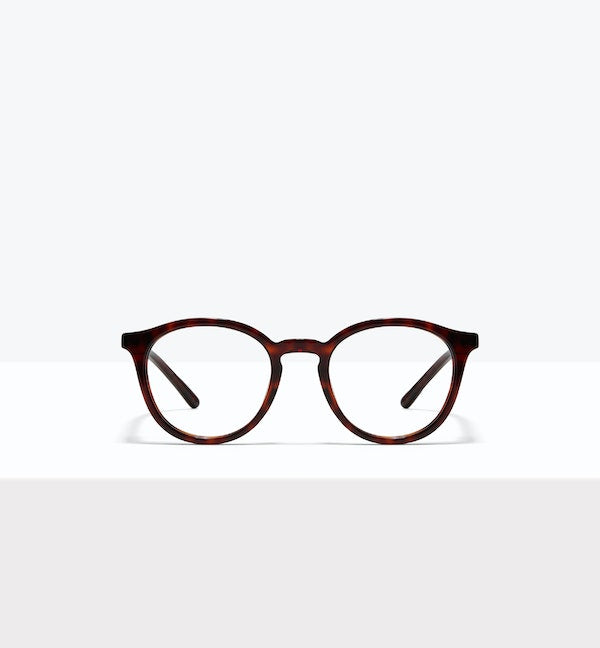 Tortoise--front_image
