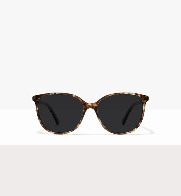Leopard--front_image_sun