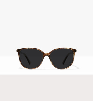 Leopard--front_image_sun