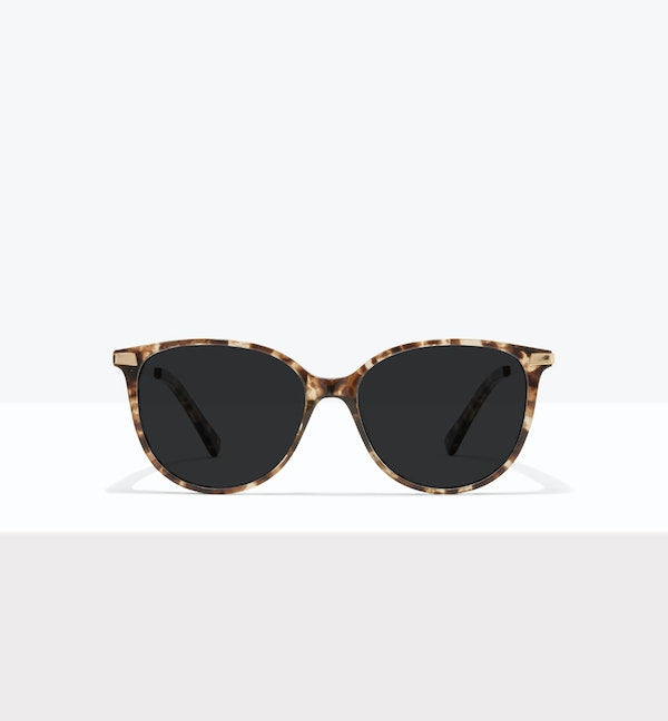 Leopard--front_image_sun