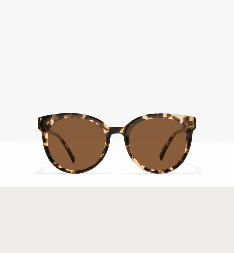 Leopard--front_image_sun