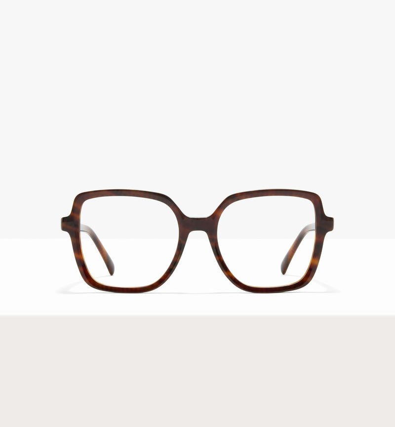 Brown Tort--front_image