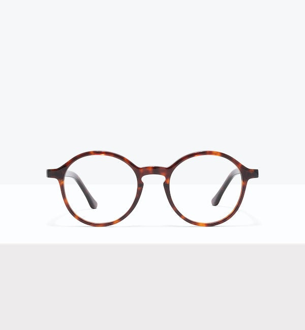 Tortoise--front_image
