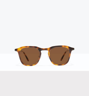 Tortoise--front_image_sun