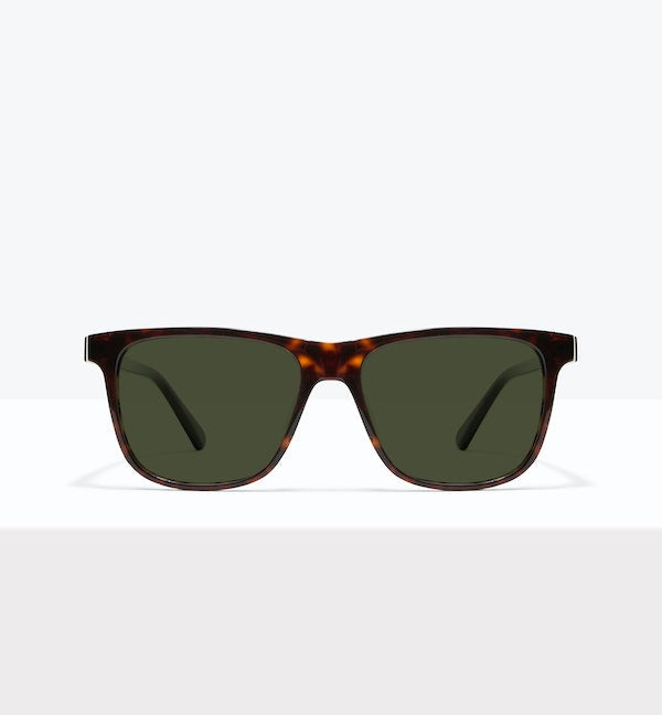 Tortoise--front_image_sun