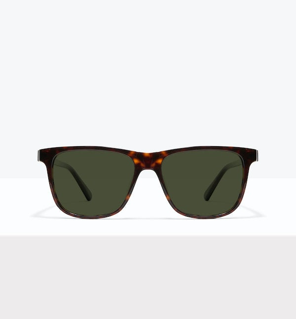 Tortoise--front_image_sun