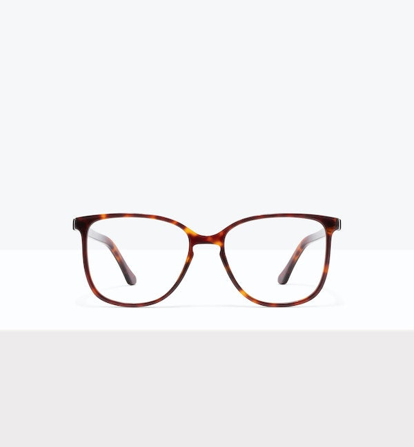 Tortoise--front_image