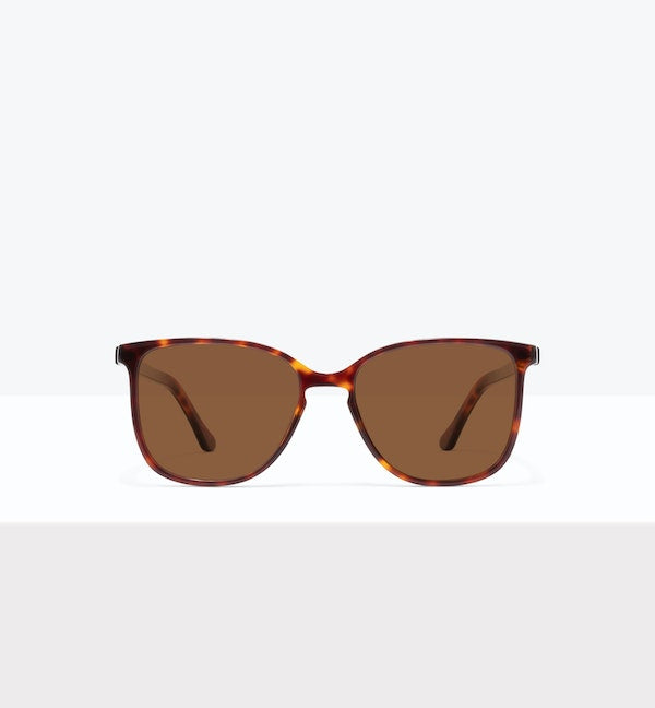 Tortoise--front_image_sun