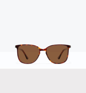 Tortoise--front_image_sun