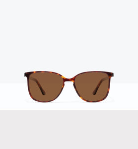 Tortoise--front_image_sun