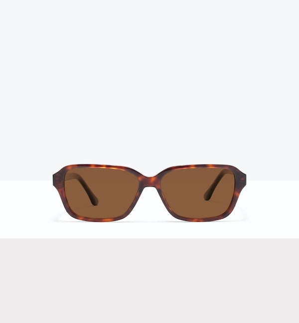 Tortoise--front_image_sun