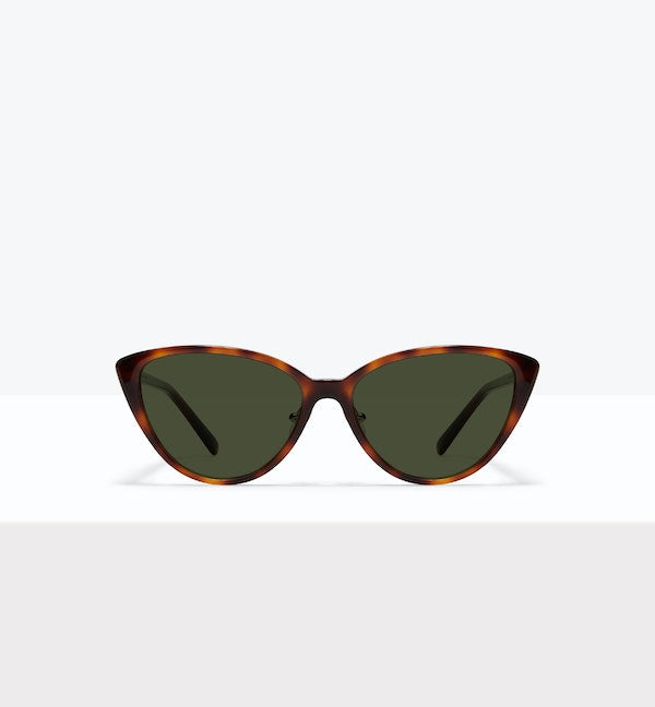 Tortoise--front_image_sun