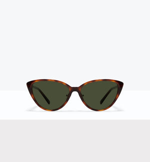 Tortoise--front_image_sun