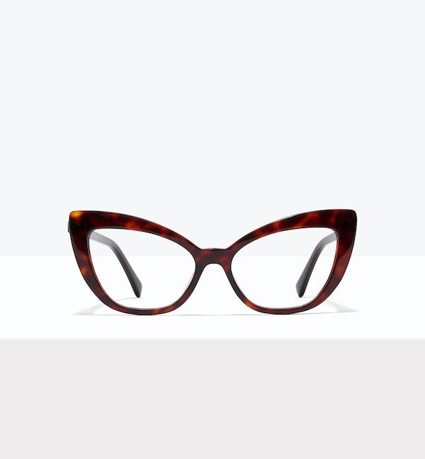 Tortoise--front_image