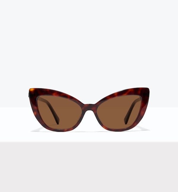 Tortoise--front_image_sun