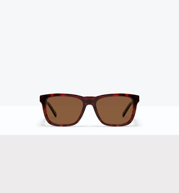 Tortoise--front_image