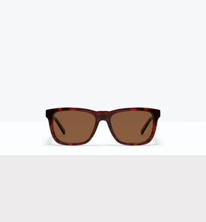 Tortoise--front_image