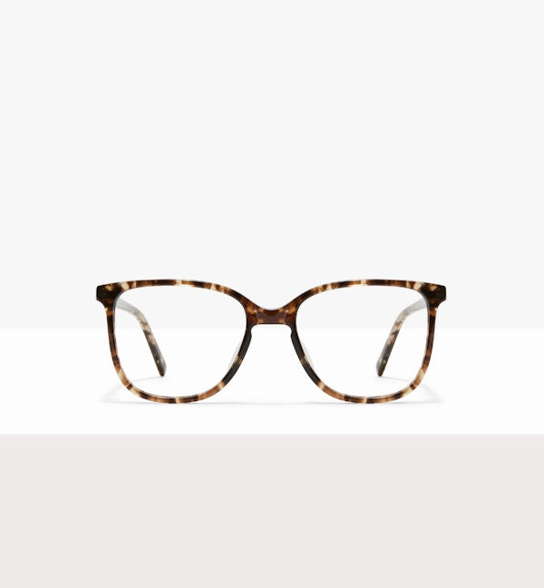 Leopard--front_image