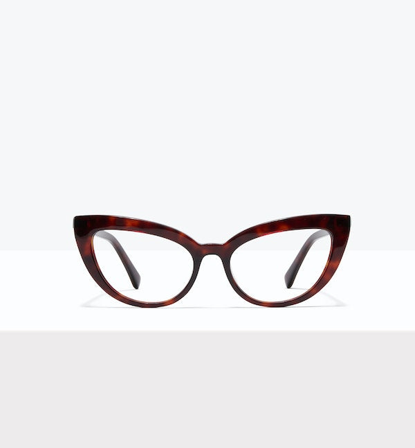 Tortoise--front_image