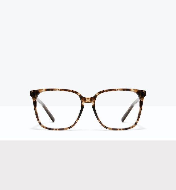 Leopard--front_image