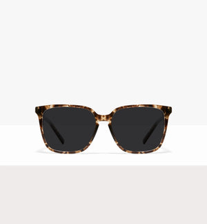 Leopard--front_image_sun